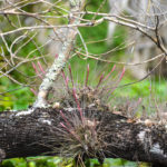 Tillandsia spp Wekiva River