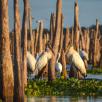 Two Storks - Evening Ocklawaha River