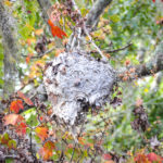 Wasp Nest in Maple Tree