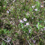 Wekiva River Asters