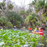 Wekiva River Palms