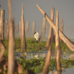 Wood Stork