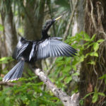 Anhinga on Dora Canal