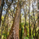 Bald Cypress on Dora Canal