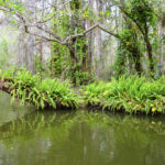 Boston Fern on a log