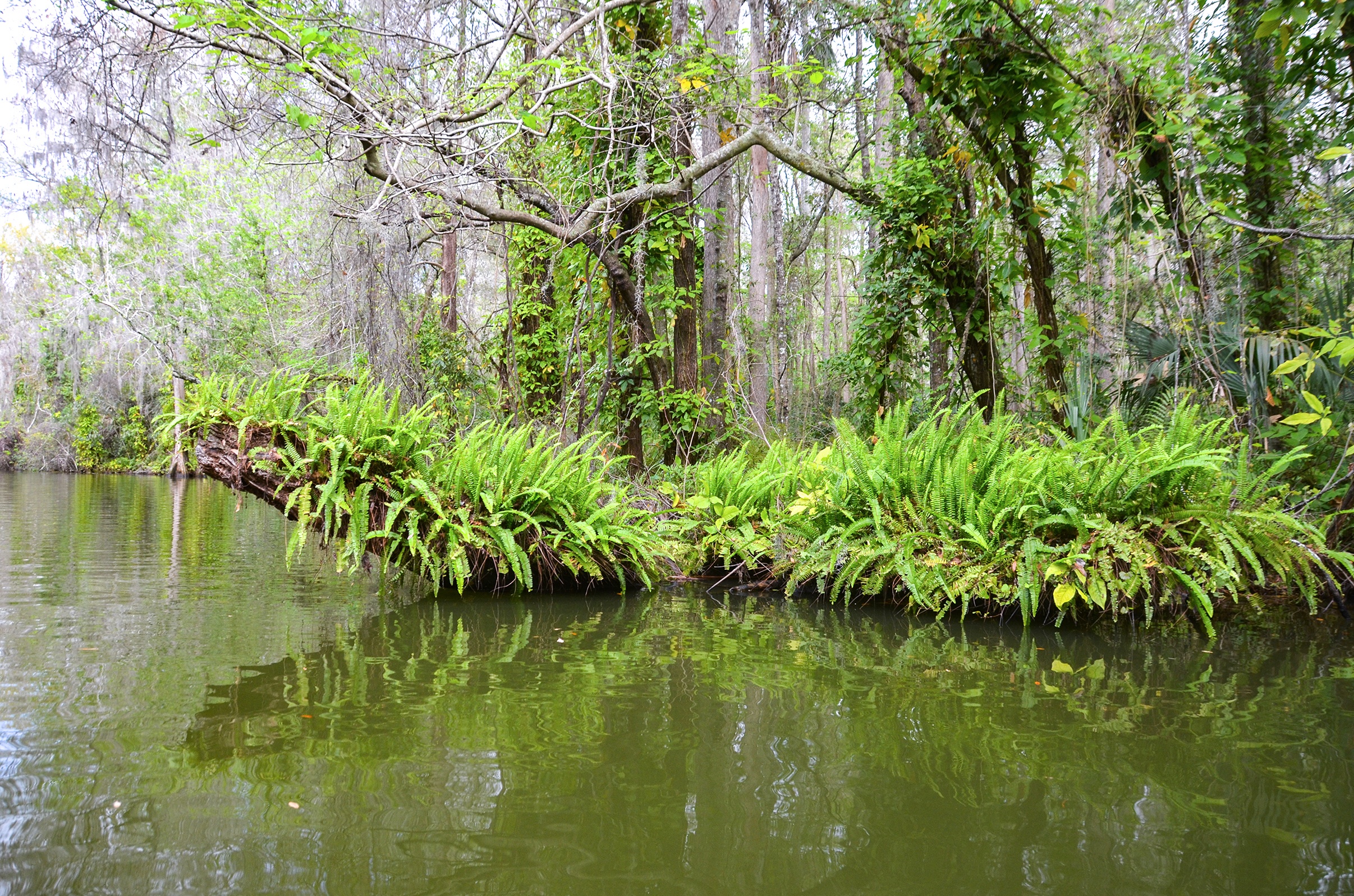 Welcome to Florida Paddle Notes - The Dora Canal