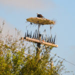 Freaky Osprey Nest