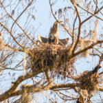 Heron Nest - Dora Canal