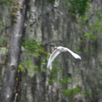 Ibis flies over Dora Canal