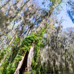 Leaning Cypress with Vine