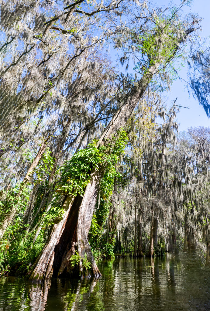 Leaning Cypress with Vine