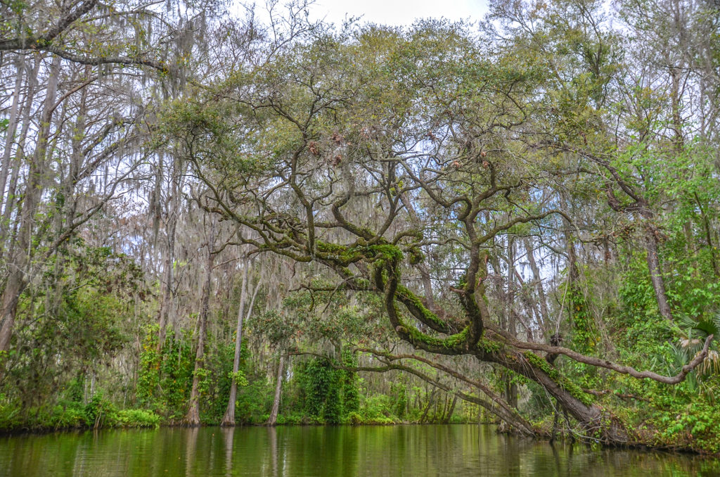 Oak over Dora Canal