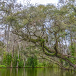 Oak over Dora Canal