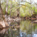 Olustee Creek