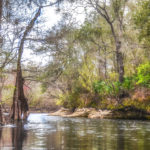 Olustee Creek flowing into the Santa Fe River