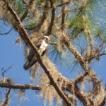 Osprey watches on the Dora Canal