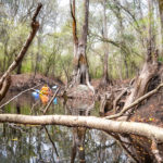 Paddling Olustee Creek