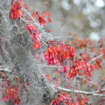 Red Maple Samaras - Olustee Creek