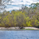 Sandbar Island - Santa Fe River