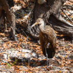 Santa Fe Limpkin