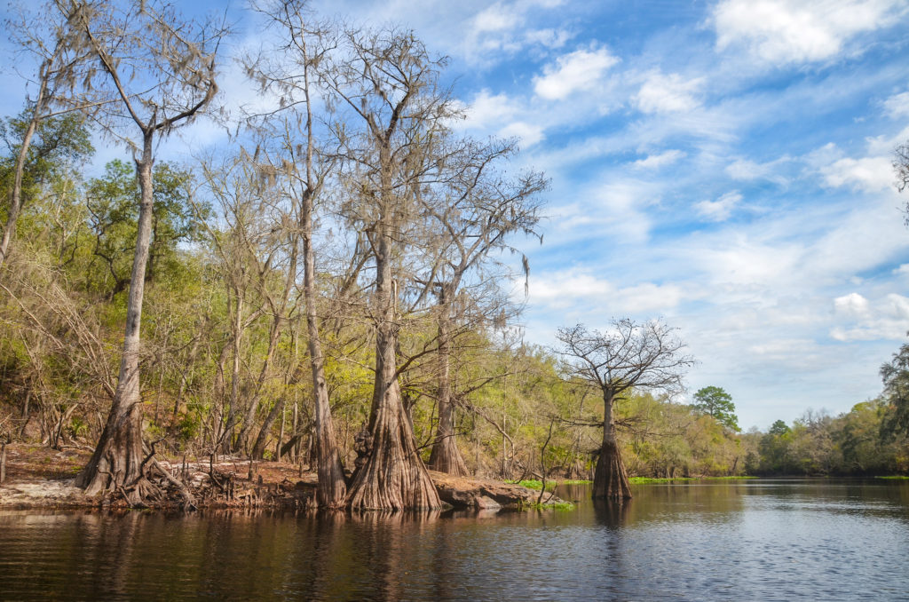 Santa Fe River Cypress