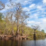 Santa Fe River Cypress