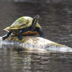 Santa Fe River Turtle