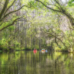 Spring Growth - Dora Canal