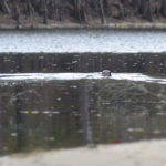 Swimming Otter - Santa Fe River