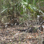 Two Otters - Santa Fe River