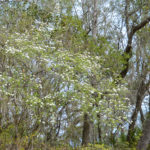 Walter's Viburnum - Santa Fe River