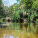 A Shallow Little Manatee River