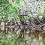 Alafia River