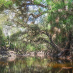 Alafia River Canopy