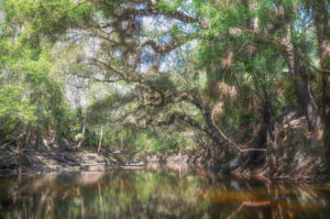 Alafia River Canopy