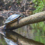 Alafia River Cooter