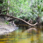 Alafia River Palm