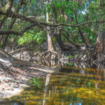 Along the Alafia River