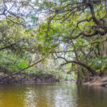 Banks along the Alafia River