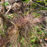 Bartrams Airplant - Alafia River