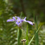 Blue Flag Iris - Little Manatee River