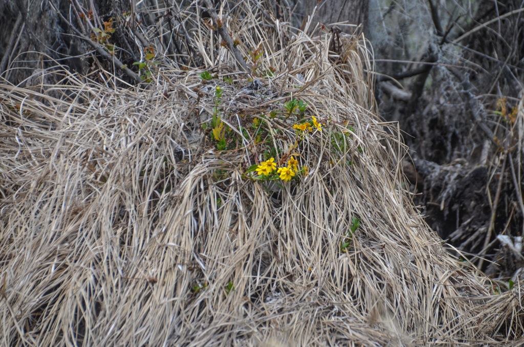 Burr Marigold - Sweetwater Creek