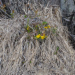 Burr Marigold - Sweetwater Creek