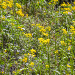 Butterweed - Packera glabella