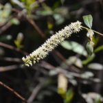 Carolina Willow - Little Manatee River