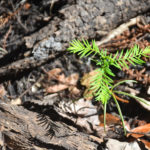 Cypress Seedling - Ocklawaha River