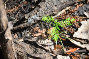 Cypress Seedling - Ocklawaha River