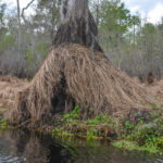 Dead Lake Sedge - Sweetwater Creek