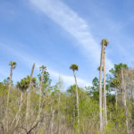 Drowning Palms - Sweetwater Creek