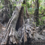 Gargoyle Tree Alafia River